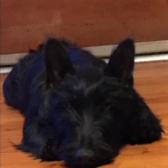 Meet your Posher, Tracie - Picture 5 of 8